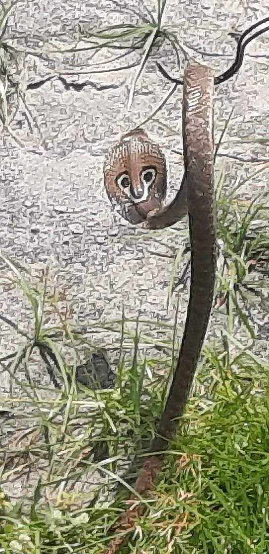 வாழப்பாடி அருகே துக்கியாம்பாளையத்தில் பிடிபட்ட நாகப்பாம்பு.