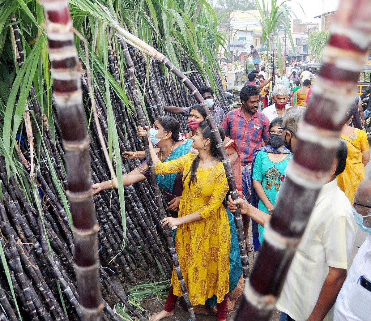 பொங்கல் பண்டிகையையொட்டி சேலம் பட்டை கோயில் பகுதியில் வியாழக்கிழமை கரும்பு வாங்கும் பொதுமக்கள்.