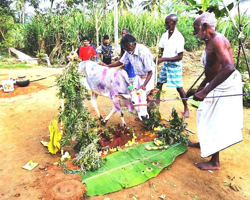 தை மாட்டுப்பொங்கலையொட்டி பசுக்கள், பசு கன்றுகுட்டிகளுக்கு சனிக்கிழமை  பூஜை செய்யும் விவசாயிகள்.