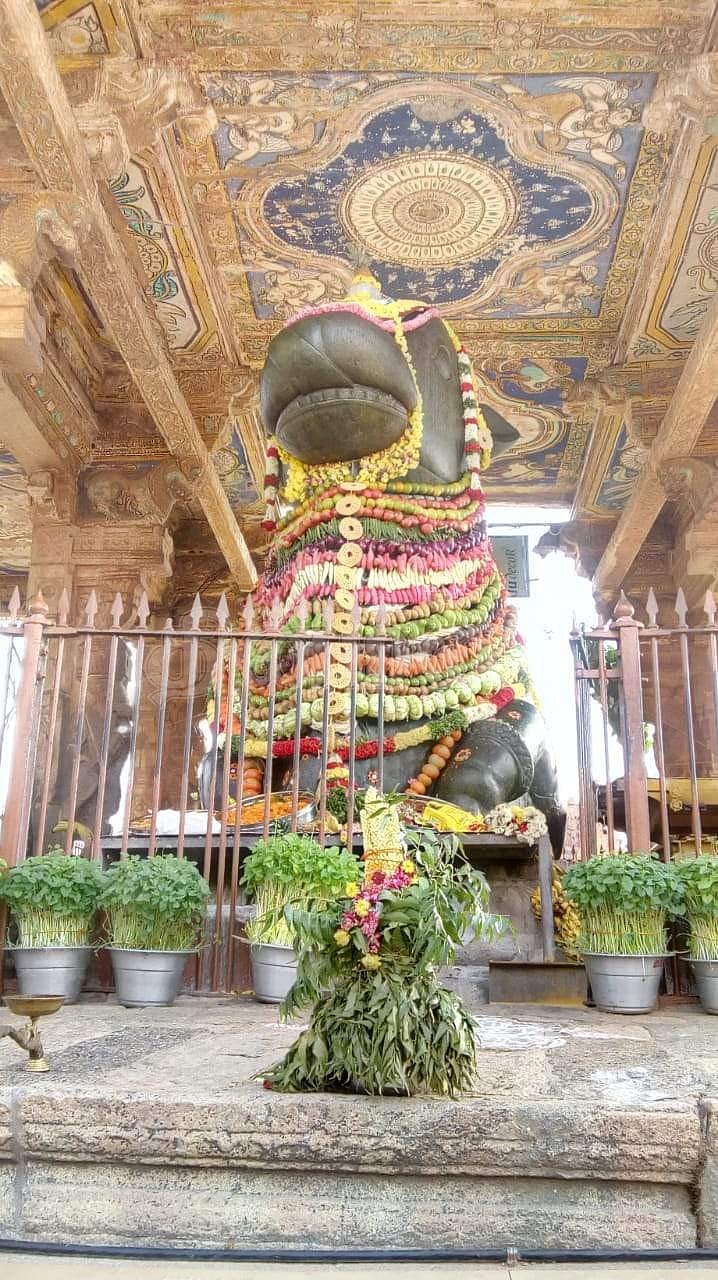 தஞ்சாவூர் பெரியகோயிலில் மகா நந்திகேசுவரருக்கு செய்யப்பட்ட ஏறத்தாழ 200 கிலோ எடை கொண்ட காய்கனி அலங்காரம்.