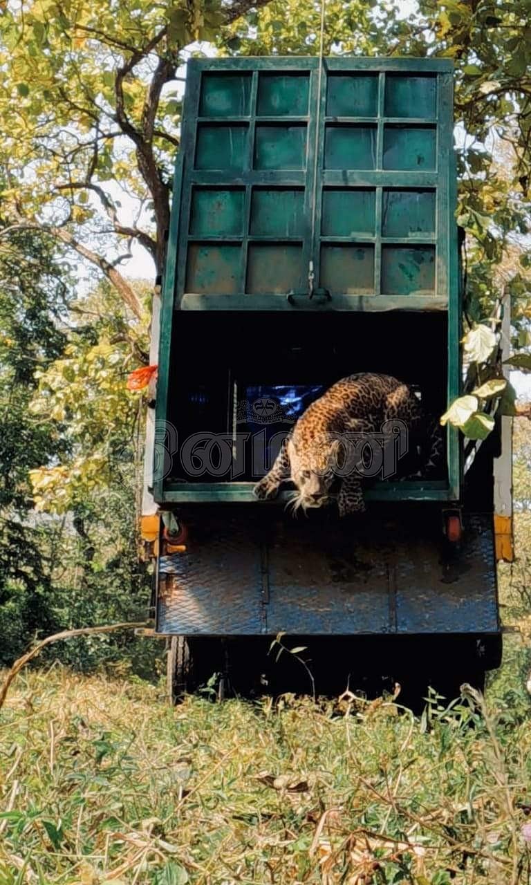 அடர்ந்த வனப்பகுதியில் விடப்பட்ட சிறுத்தை