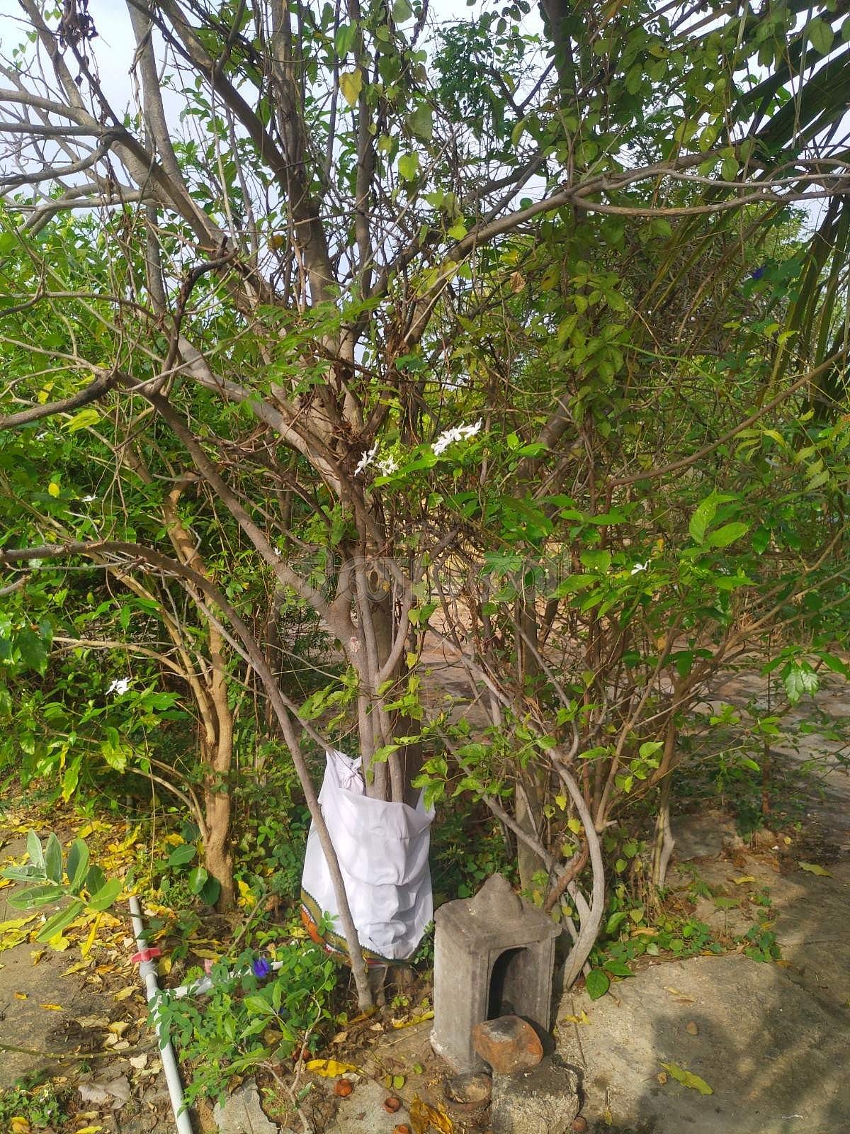 <strong>புலிப்பாணி சித்தர் தியானம் செய்த மாவுலிங்கமரம்</strong>