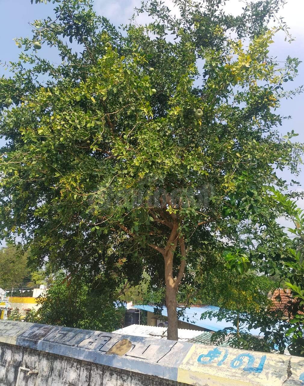 <strong>தல விருட்சம் - வில்வமரம்</strong>