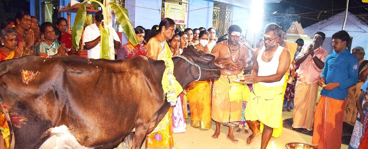 சங்ககிரியை அடுத்த அக்கமாபேட்டையில்  மஹா சிவராத்திரியையொட்டி செவ்வாய்க்கிழமை இரவு பூஜையின் தொடக்கமாக பசுவிற்கு நடைபெற்ற கோ-மாதா  பூஜைகள்.