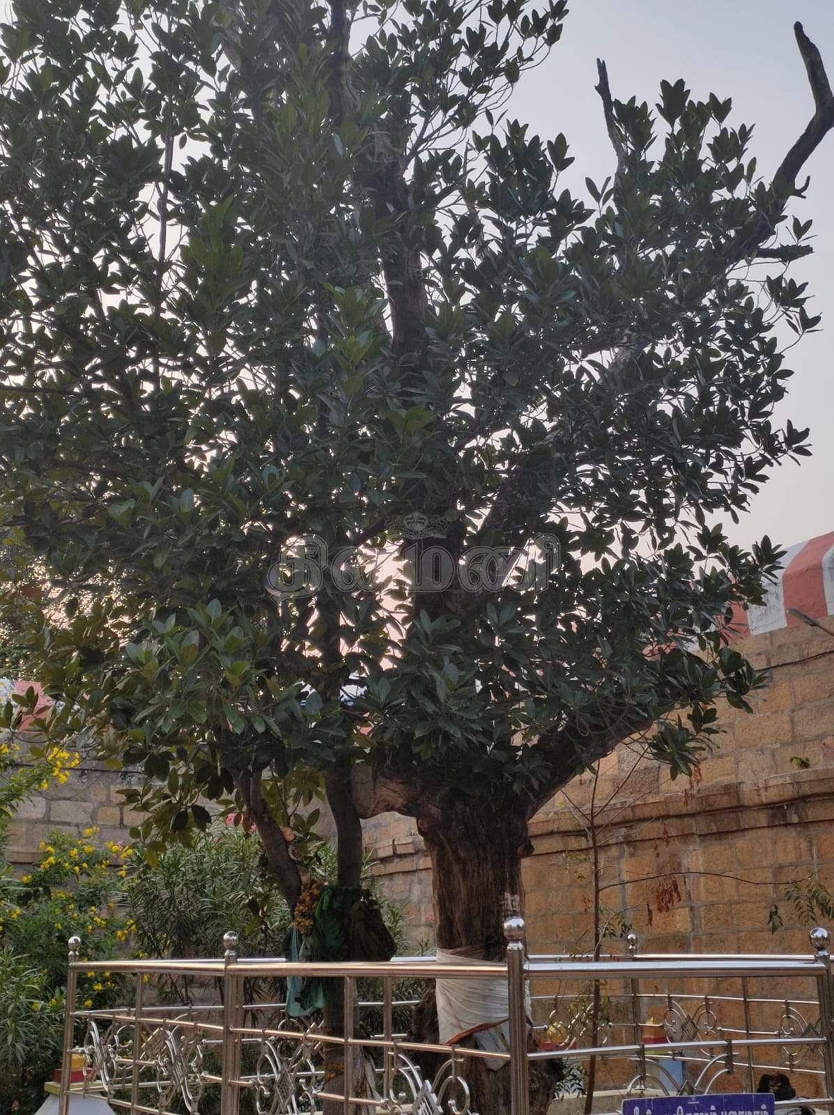 <strong>கோயிலின் தல விருட்சமான பலாமரம்</strong>