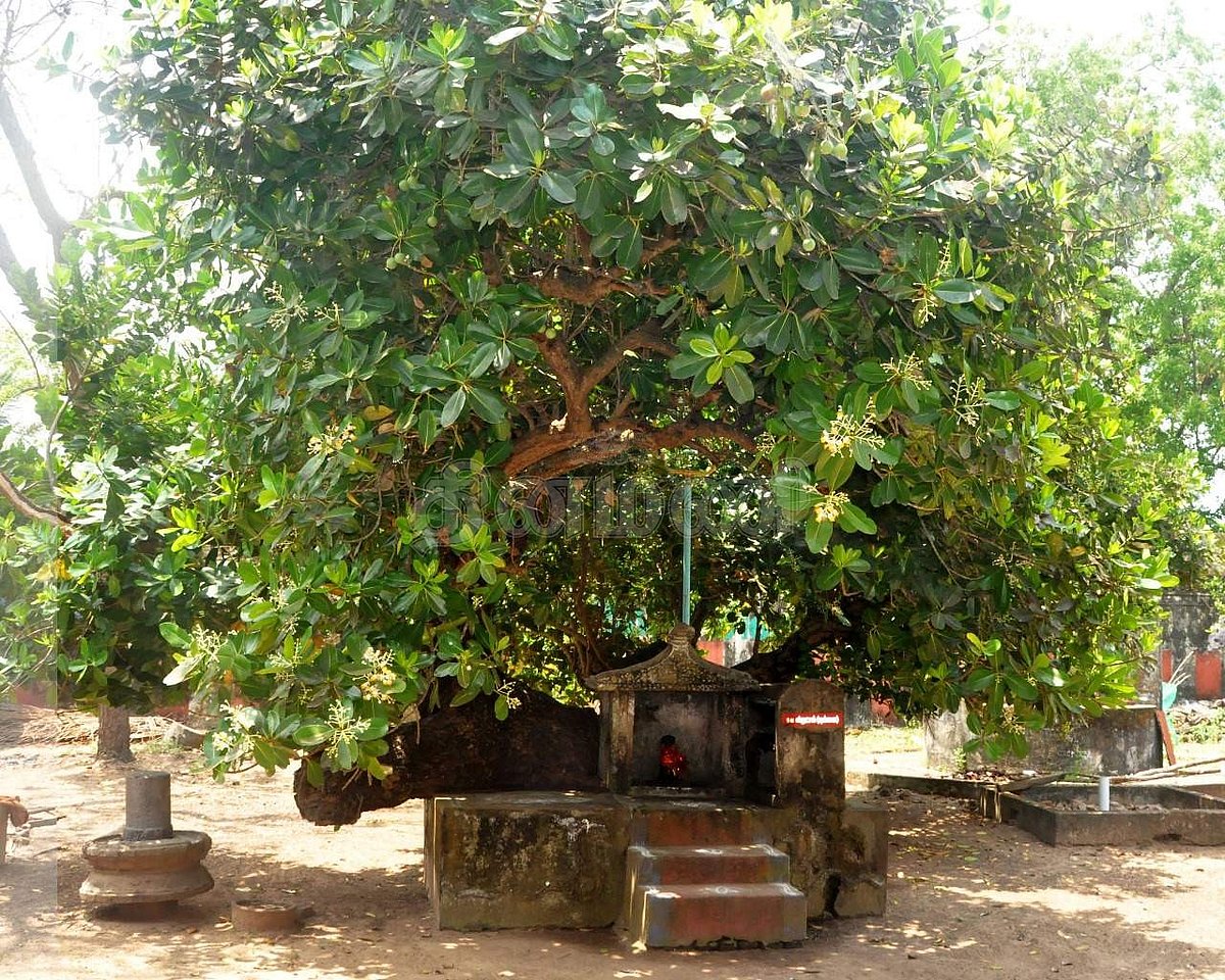 <strong>தலவிருட்சம்</strong>