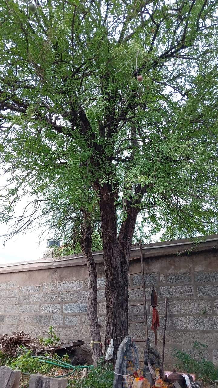 கோயிலின் தல விருட்சமான வில்வமரம்