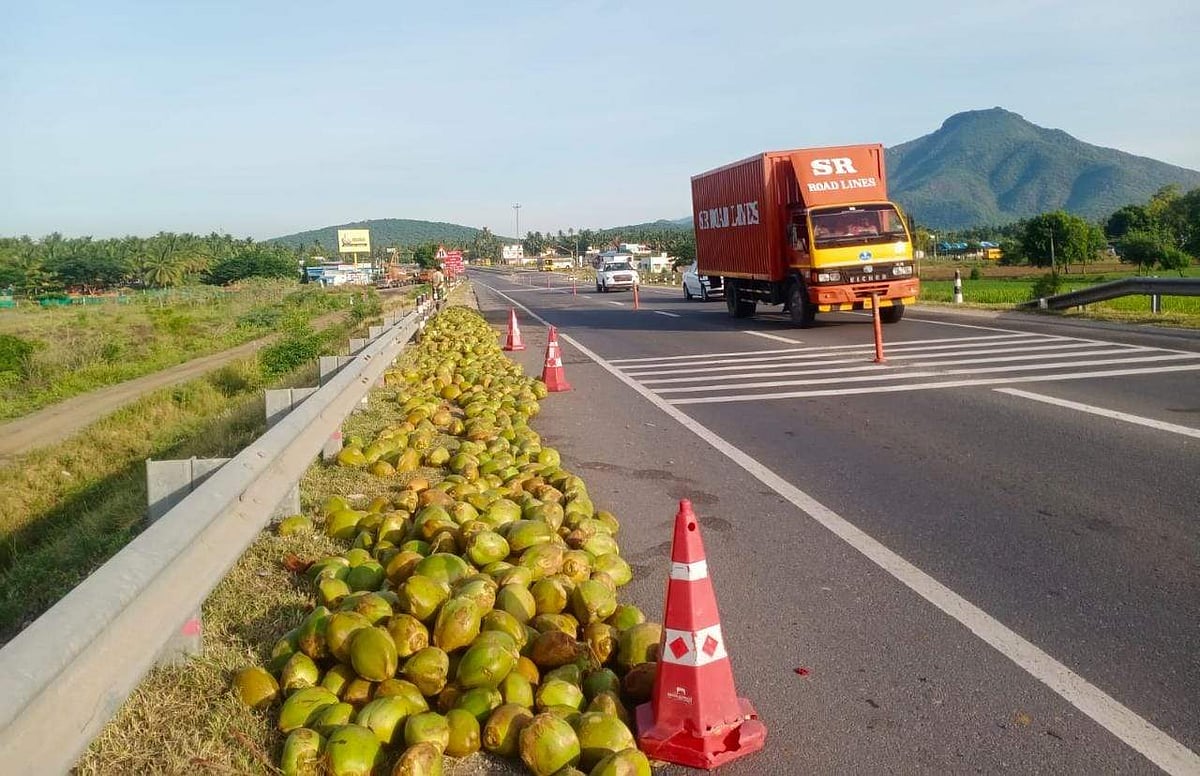 விபத்துக்குள்ளான லாரியில் இருந்து கொட்டி, சாலையில் சிதறிக் கிடந்த இளநீர் காய்கள்.
