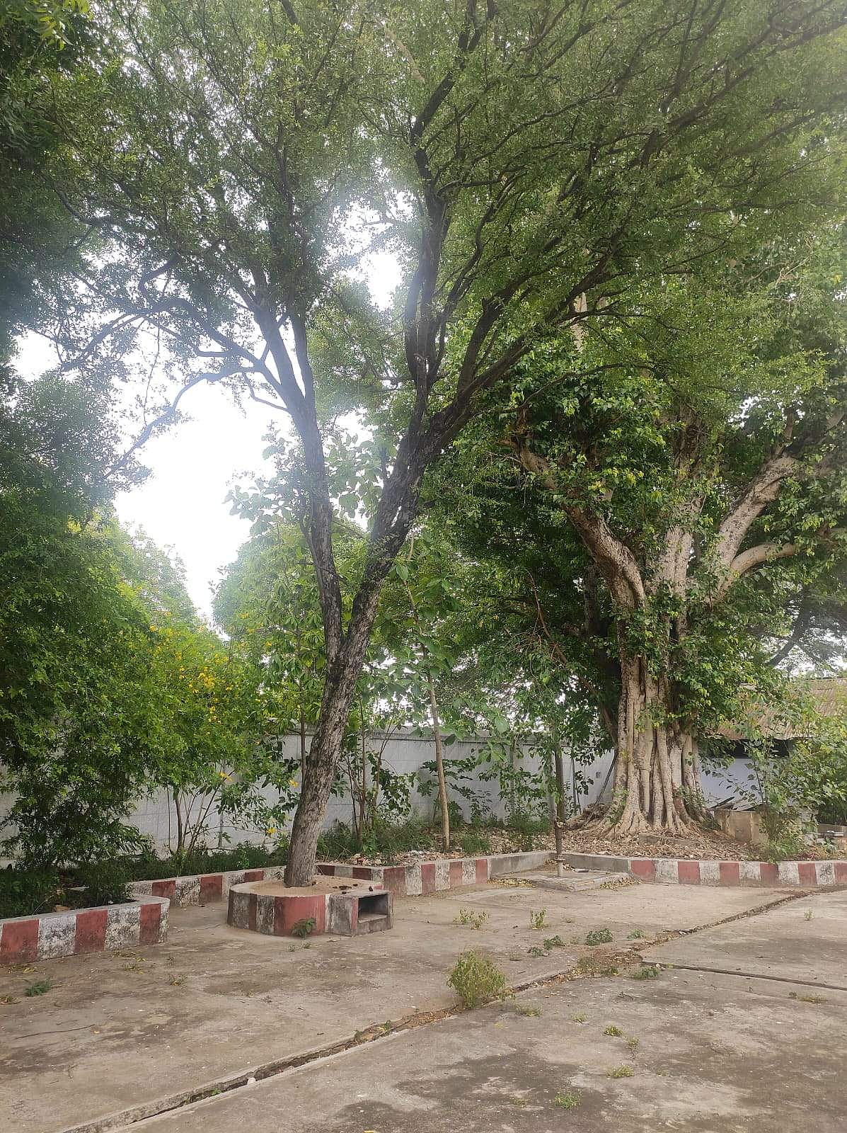 <strong>கோயிலின் தல விருட்சமான பொன் வில்வமரம்</strong>