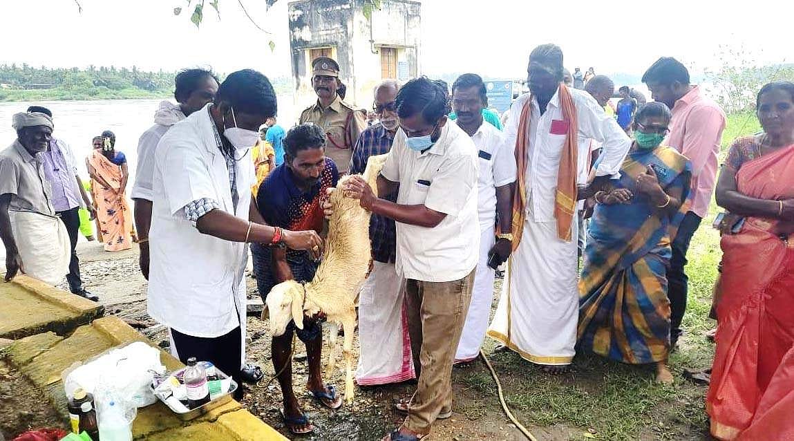 காவிரி ஆற்றின் வெள்ளத்தில் சிக்கிக் கொண்ட ஆட்டு குட்டி மீட்கப்பட்டு அக்குட்டிக்கு சிகிச்சை அளிக்கும் கால்நடை மருத்துவர்கள்.