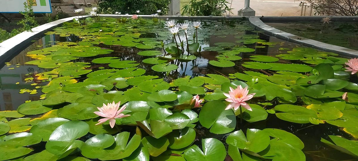 பொதுமக்களை மகிழ்விக்க அமைக்கப்பட்டுள்ள தாமரைக் குளம்