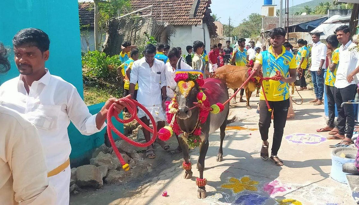 <strong>ஊர்வலம் சென்ற ஜல்லிக்கட்டு காளை</strong>