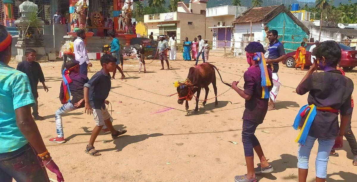 <strong>எருதாட்டம் நடத்தி மகிழ்ந்த சிறுவர்கள்</strong>