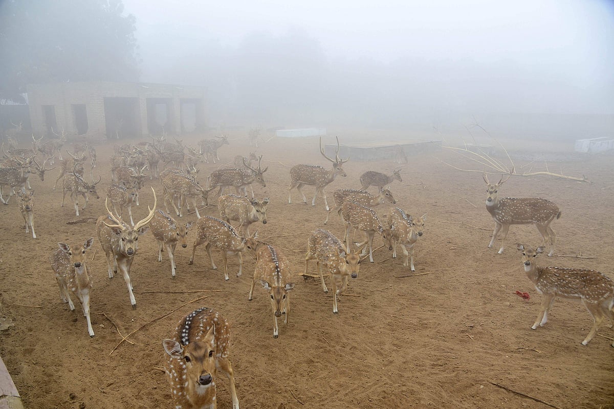 பிகானேர் மிருகக் காட்சி சாலையில்...| PTI