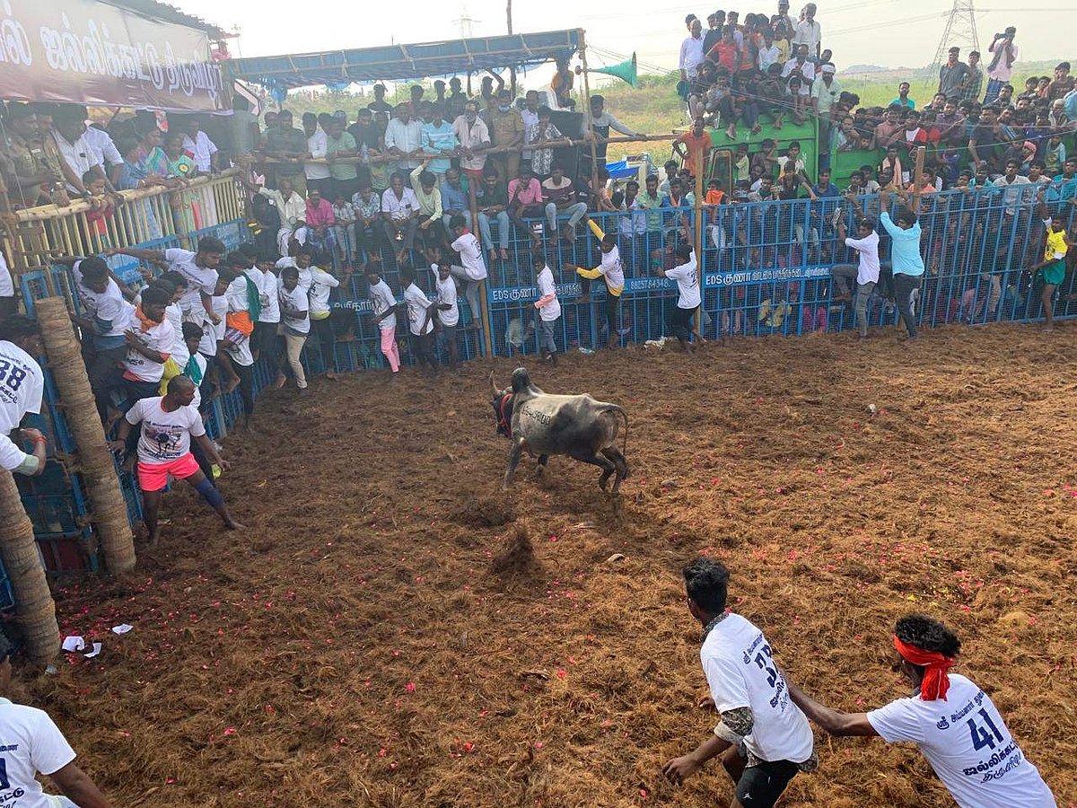 நின்று விளையாடும் காளை...