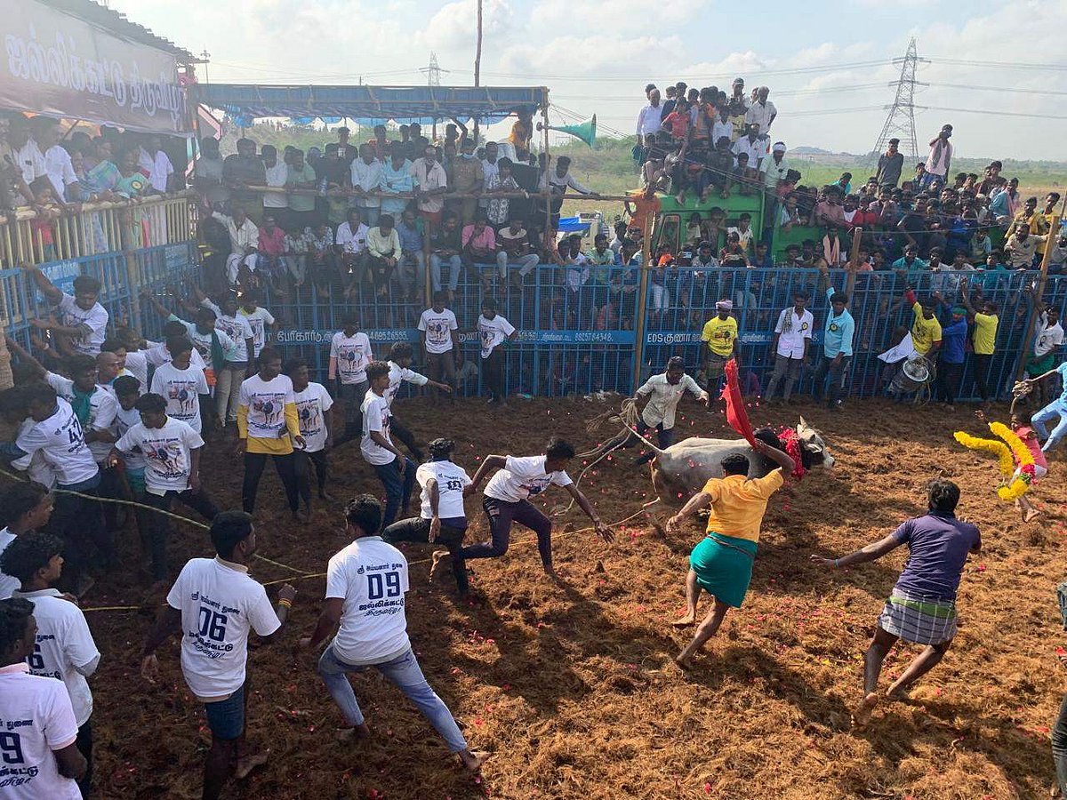 மாட்டைத் துரத்தும் வீரர்களும் மாட்டின் உரிமையாளர்களும்...