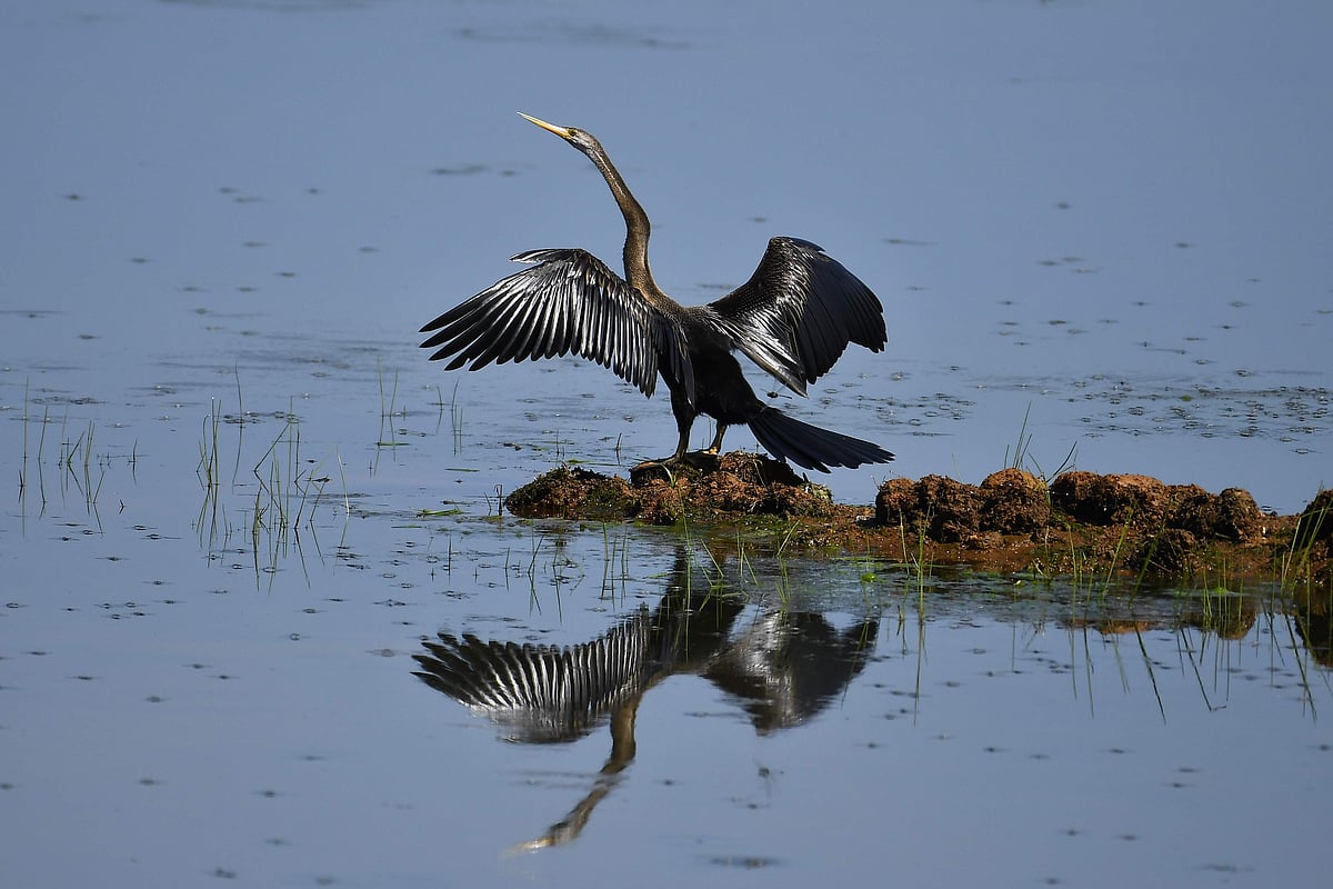 ஆழ்வார்குறிச்சி டார்ட்டர் பறவை...