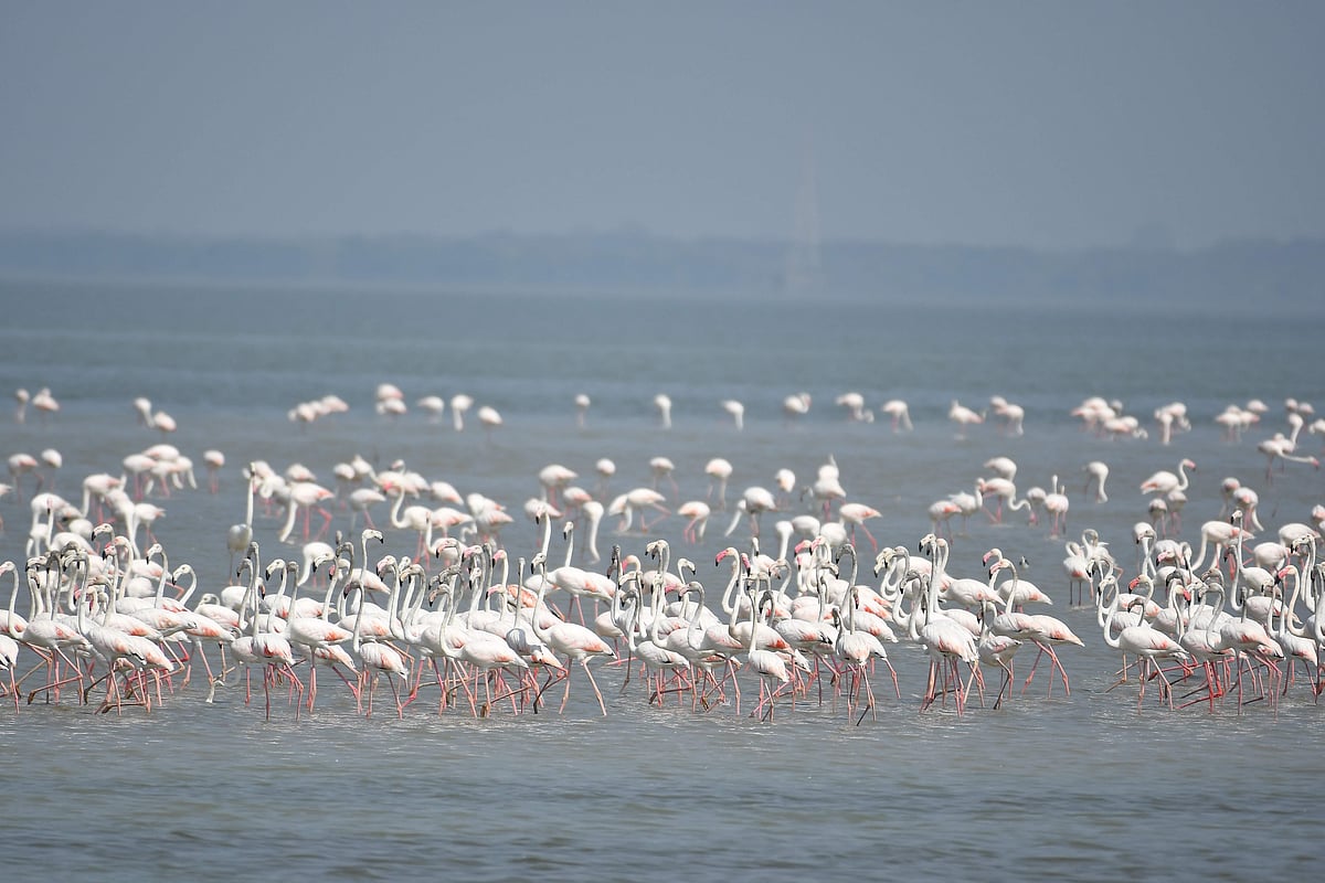 புலிகேட் ஏரியின் பிளமிங்கோ பறவைகள்...