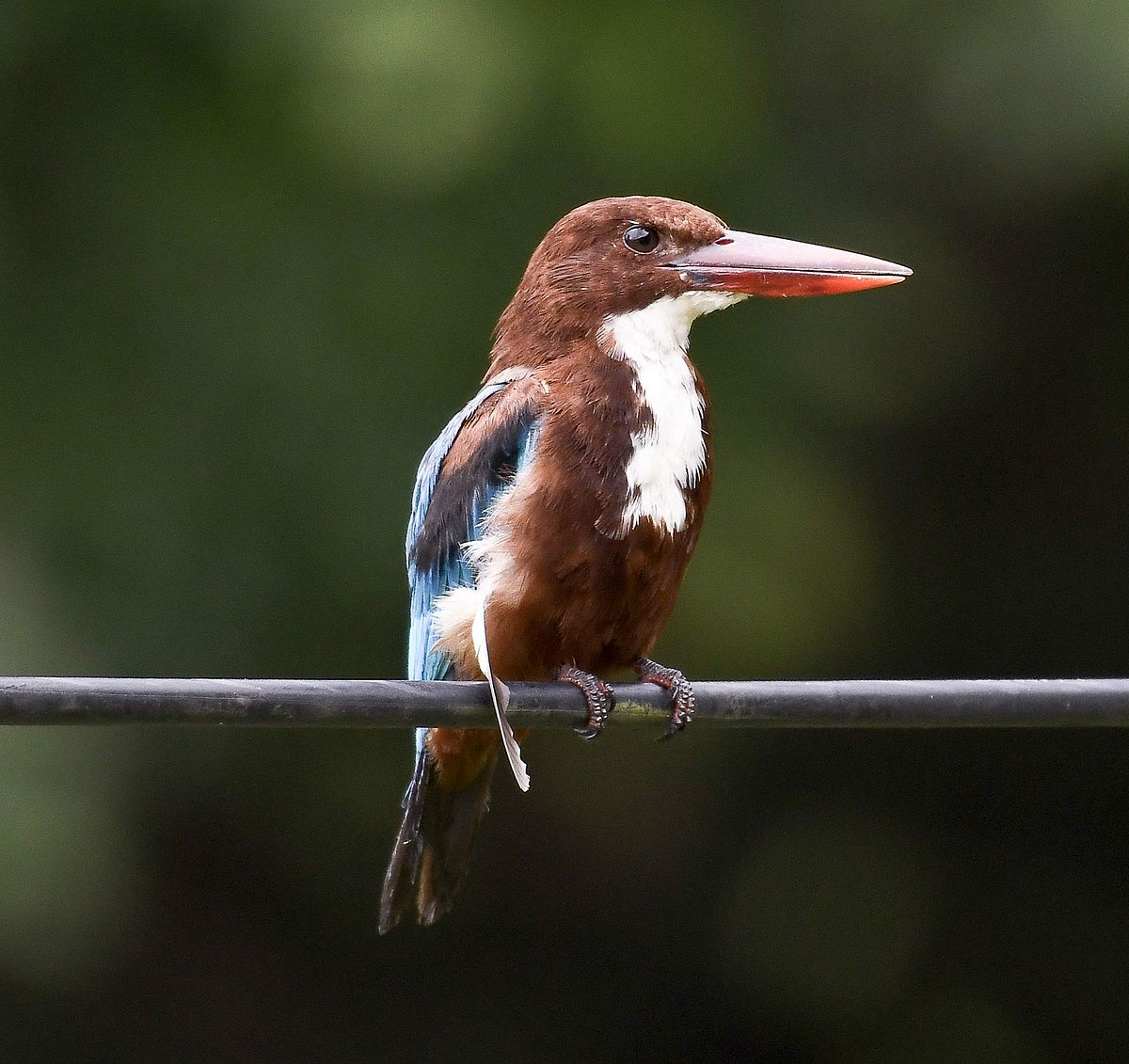 தேன்மலைக்காட்டு மீன்கொத்திப் பறவை...