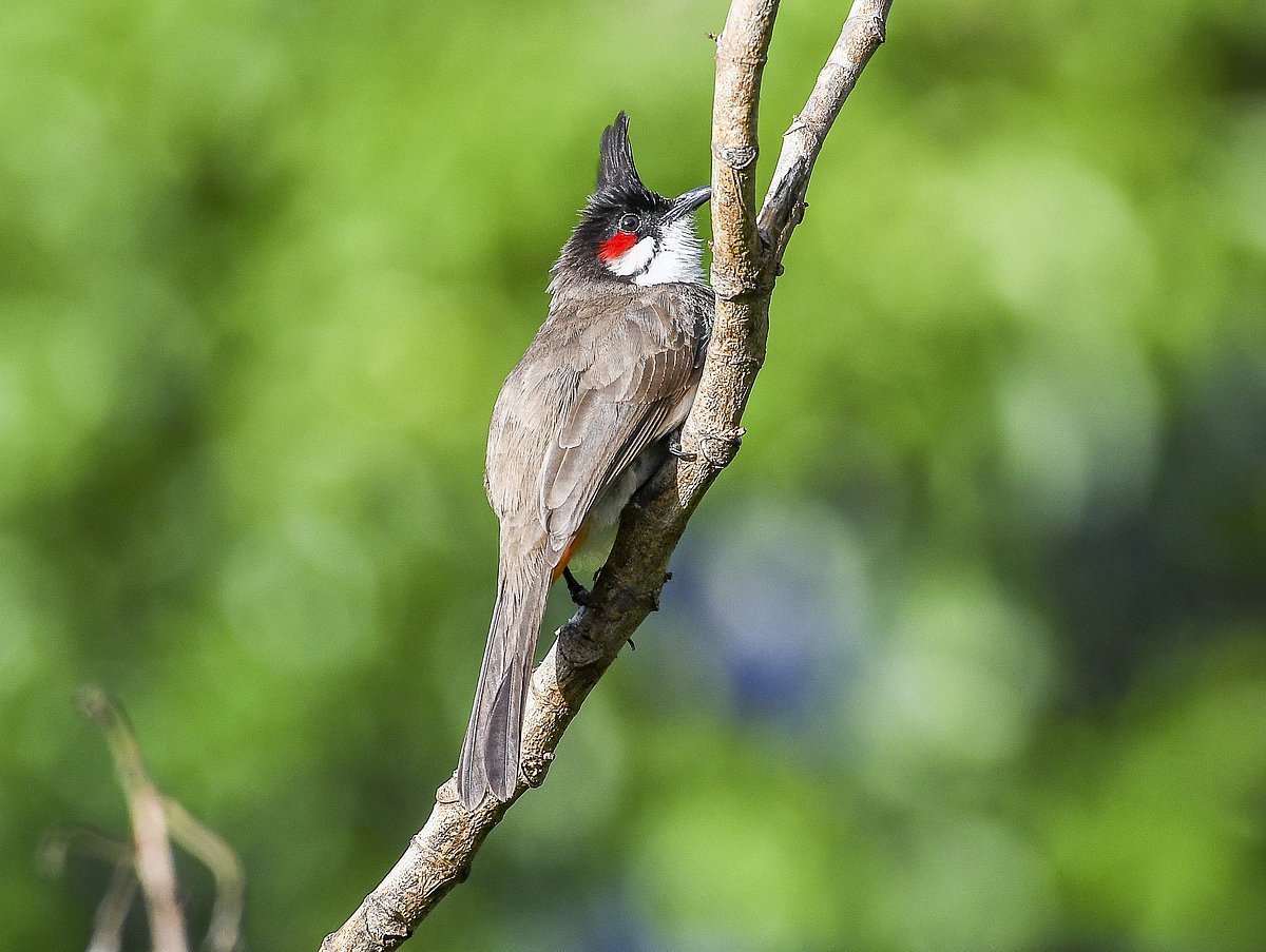 கேரளா, தெட்டகாடு ரெட் புல் புல் பறவை...