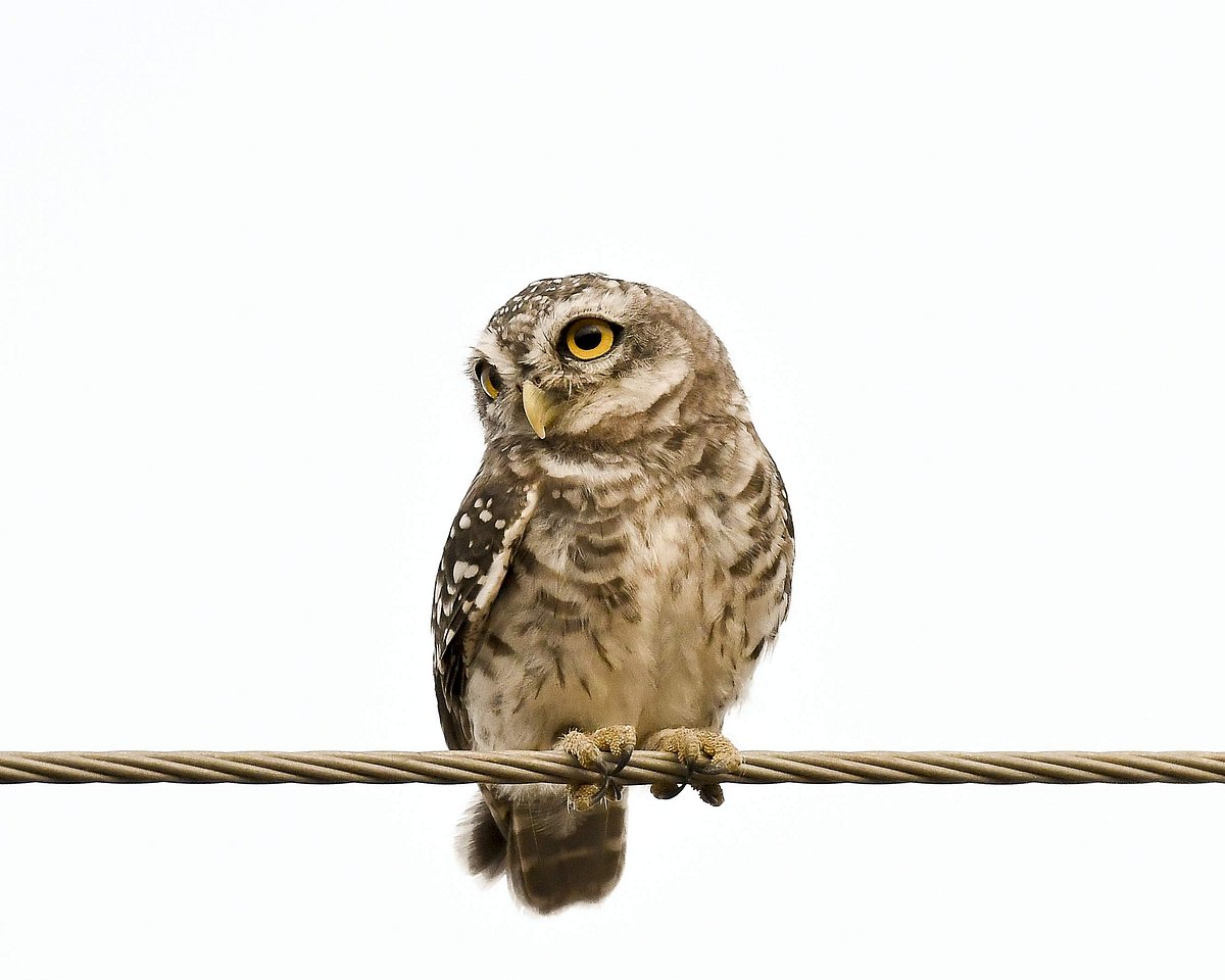 இது சிவகாசி ஆந்தையாக்கும்...