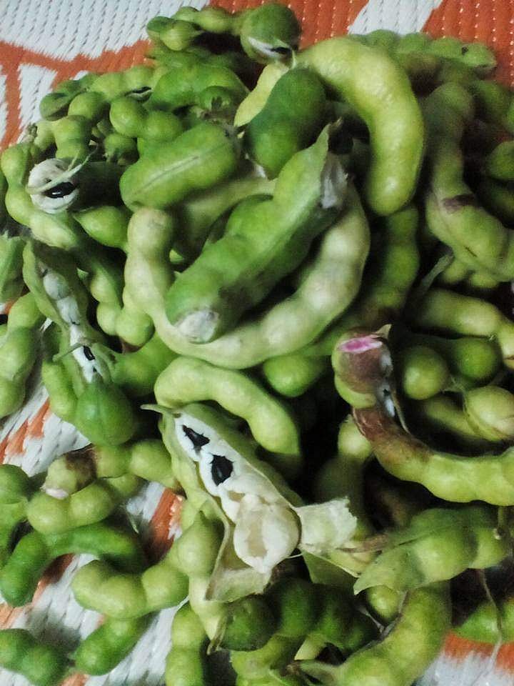 கொடுக்காயினுள்ளிருக்கும் கருநிற விதை...