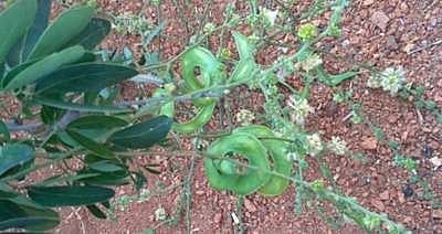 கொடுக்காய்ப் பிஞ்சு...