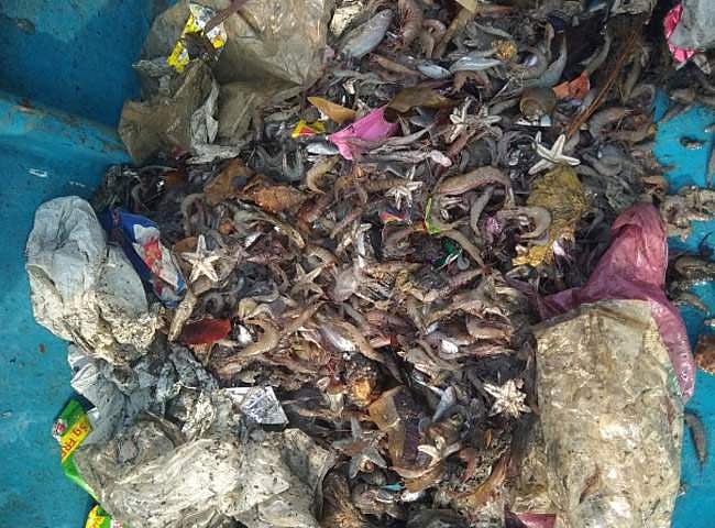 ப்ரியேஷ் சேகரித்த பிளாஸ்டிக் கழிவுகள்...