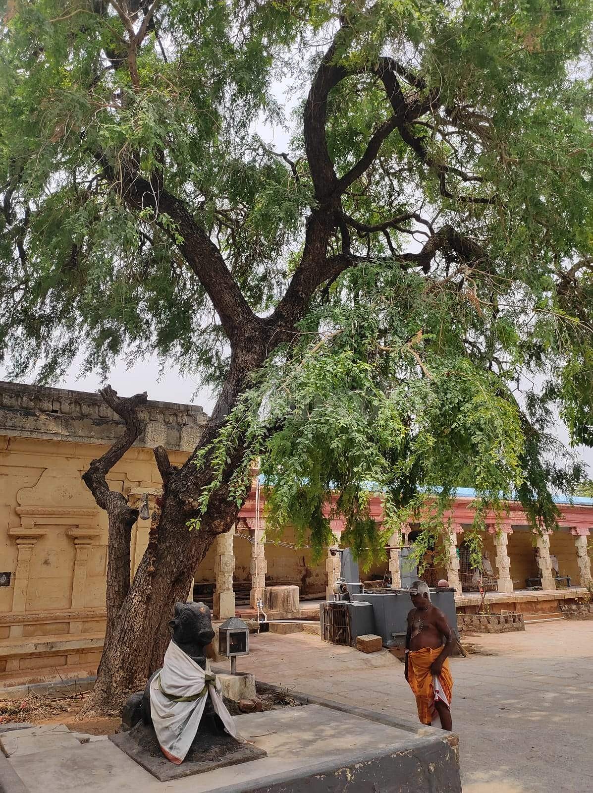 கோயிலின் தலவிருட்சமான வன்னிமரம்